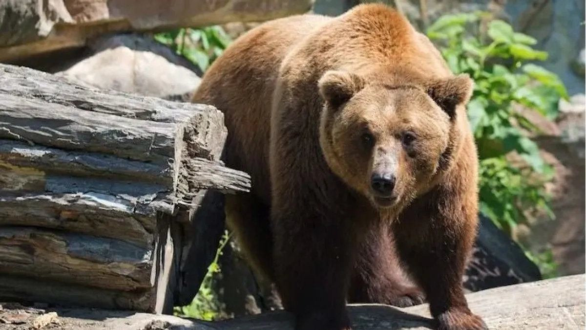 Szinte mindennaposak a medvetámadások Szlovákiában
