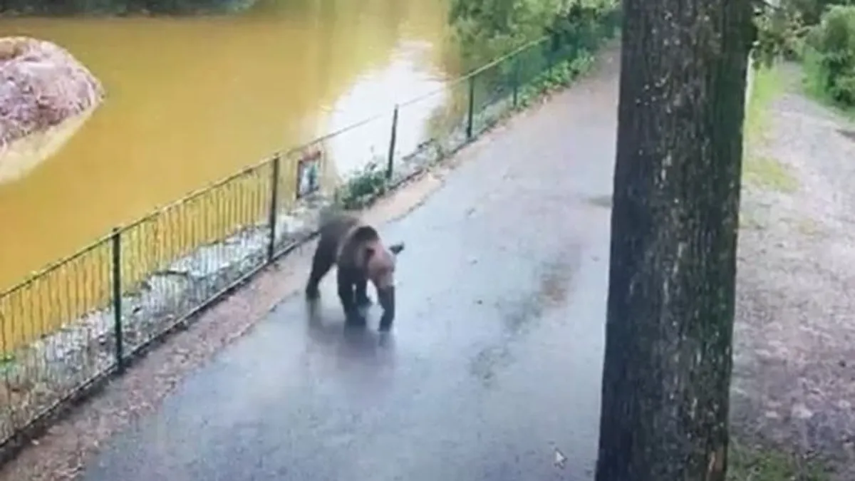 Nagy volt a rémület, szétmarcangolt egy őzet egy medve a marosvásárhelyi állatkertben - videó