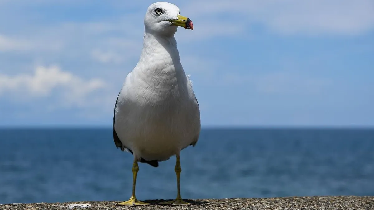 Egy férfi letépte egy sirály fejét, mert az beleevett a lánya sült krumplijába