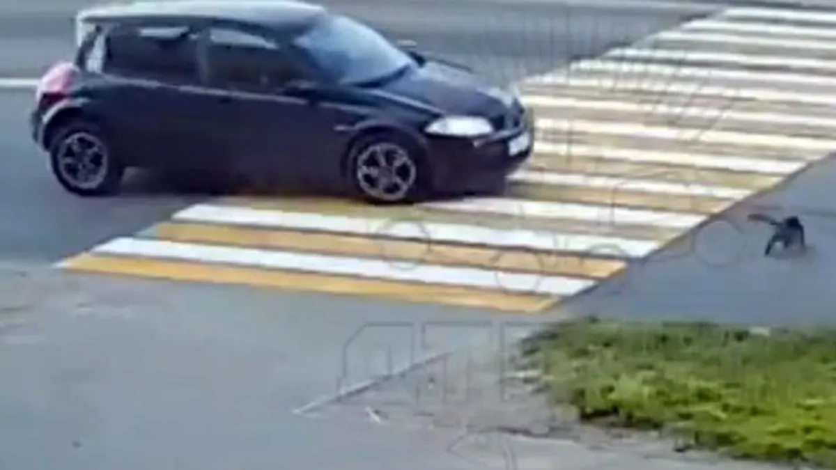 Őfelsége, a kóbor macska át akart sétálni a zebrán, egy autót és egy motort is összetört - videó