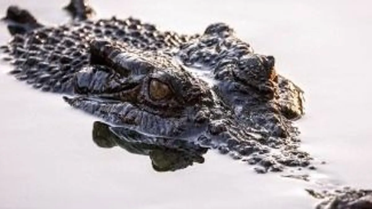 Krokodiltámadás áldozata lehet egy ausztrál gyerek