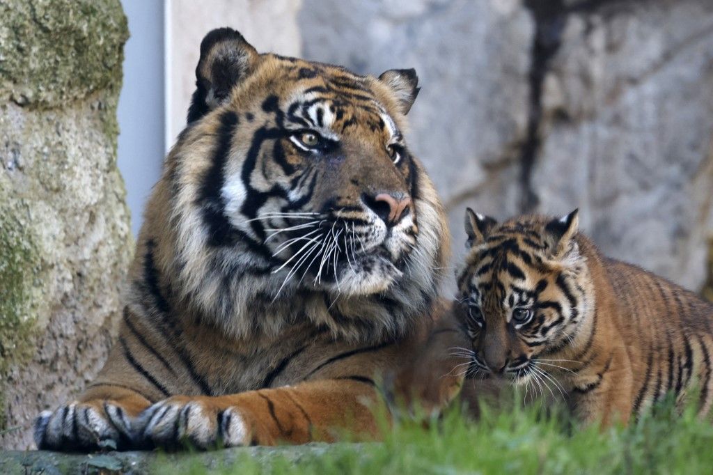 Sumatran tiger cub unveiled at Rome's Bioparco zoological garden       