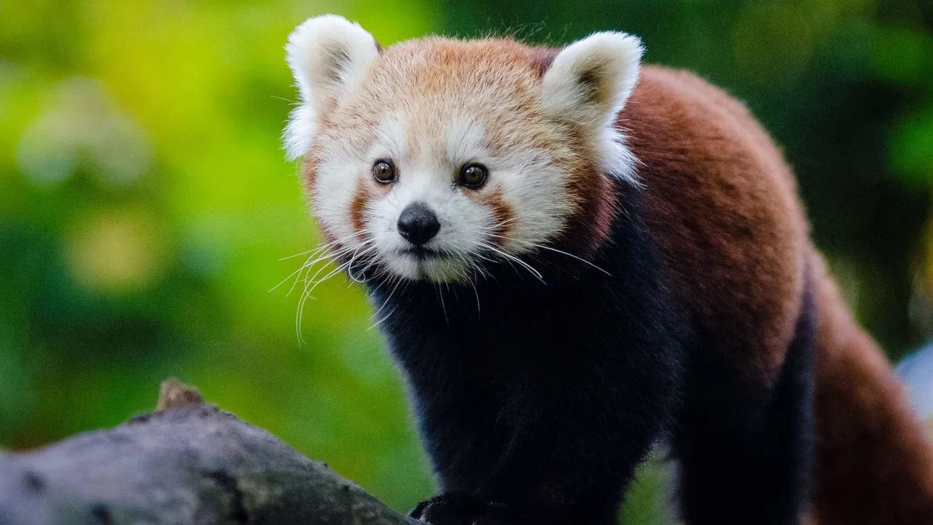 vörös panda: a  tömeges kihalás felé haladunk