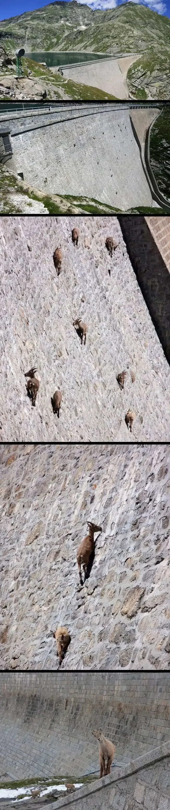 alpesi kőszáli kecskék (Capra ibex), akik megkérdőjelezik, amit a gravitációról tudunk