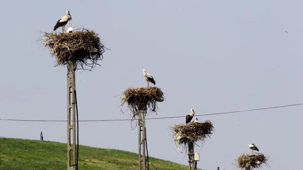 Kiderült valami fontos a vízimadarak etetéséről
