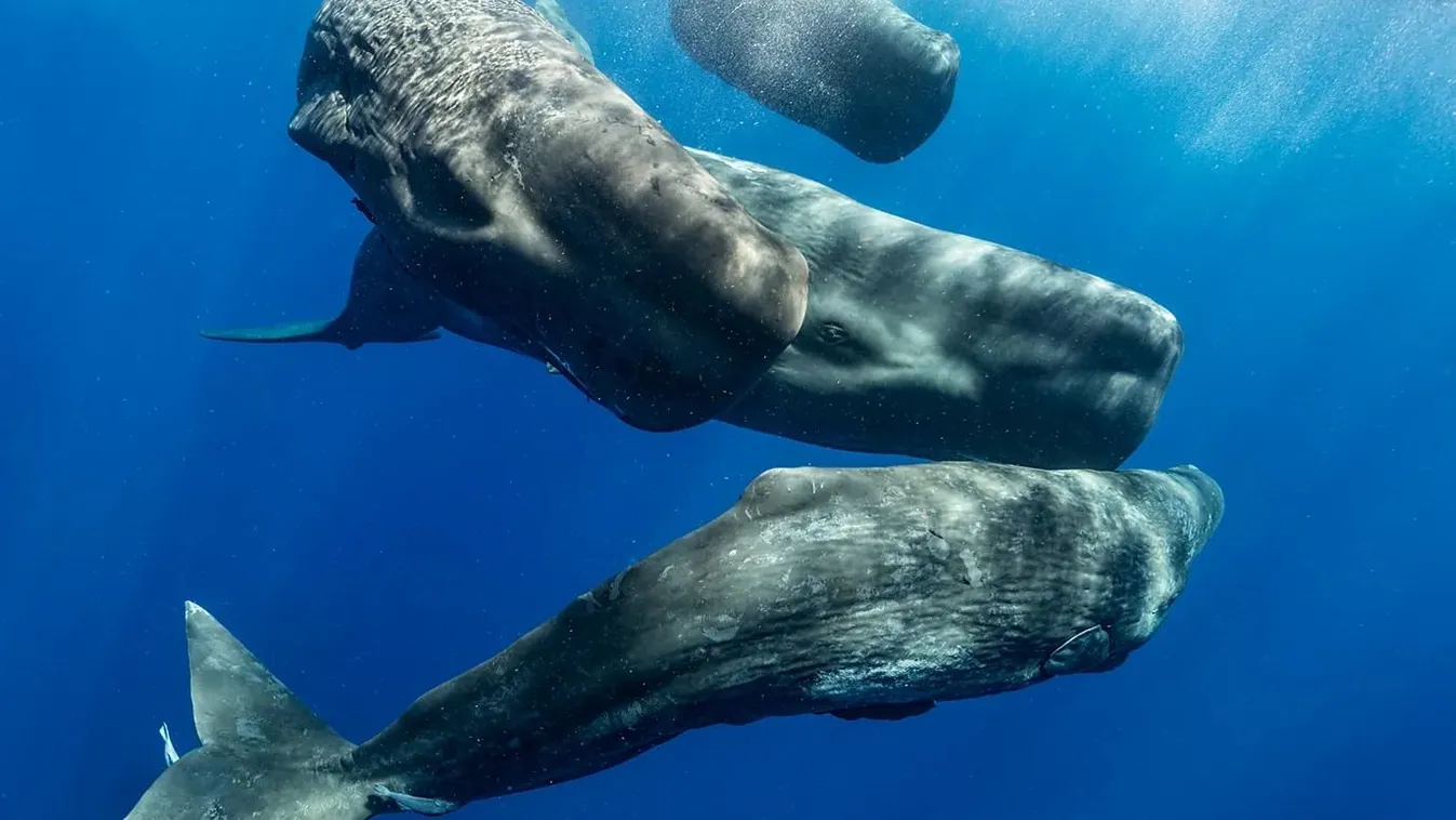 A bálnák kommunikációja hasonlóságot mutathat az emberi nyelvvel 