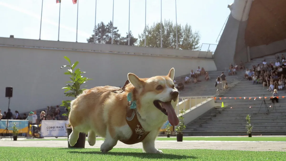 Mosolygós corgik versenye Litvániában
