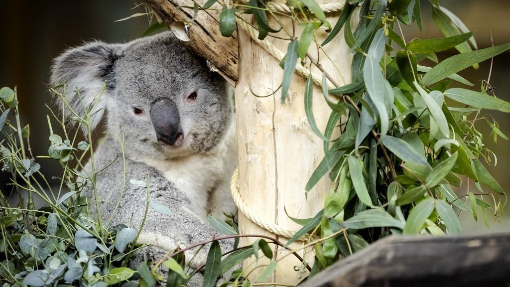 A koalaészlelések dokumentálására kérte a lakosságot az ausztrál nemzeti tudományos ügynökség