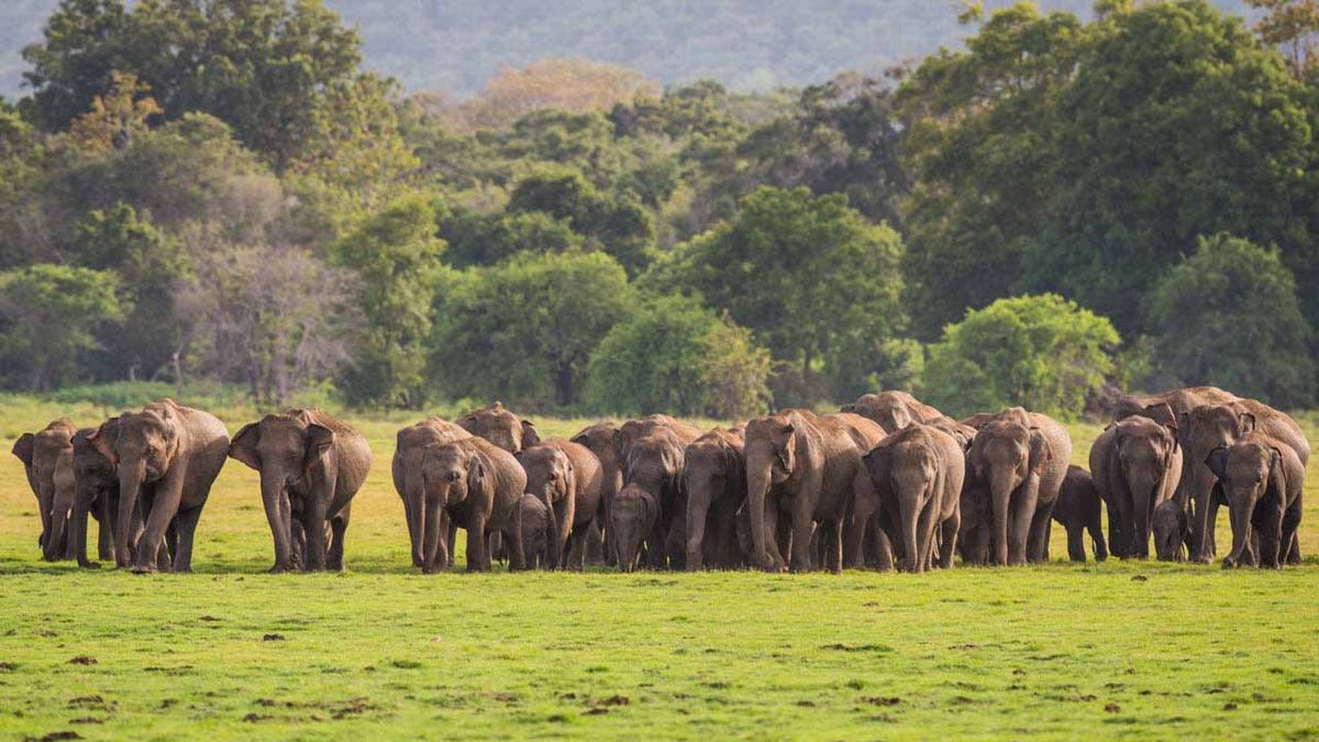 Picture Perfect: Photographer’s Journey From Serengeti To Madagascar