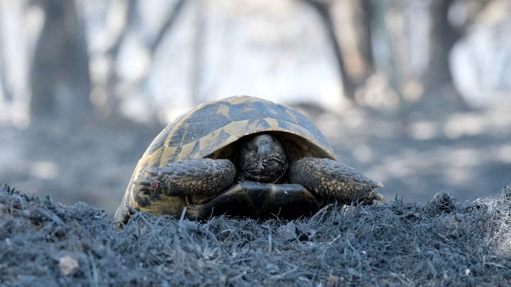 Forest fire occurs in Edirne on the border with Bulgaria