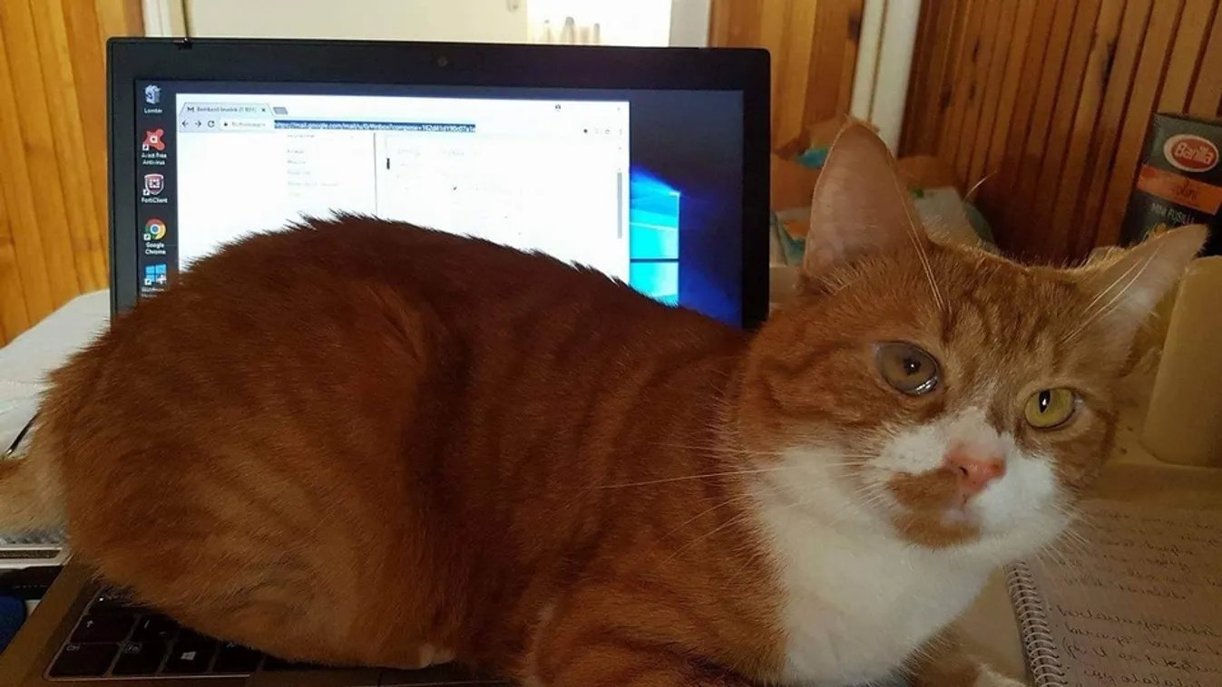 Ezt biztos, hogy nem tudta: ezért szeretnek a macskák a laptopra telepedni Kép