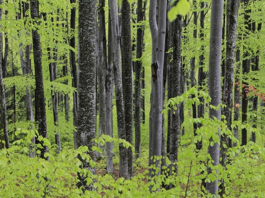 Erdő Beech forest in the Romanian Carpathians