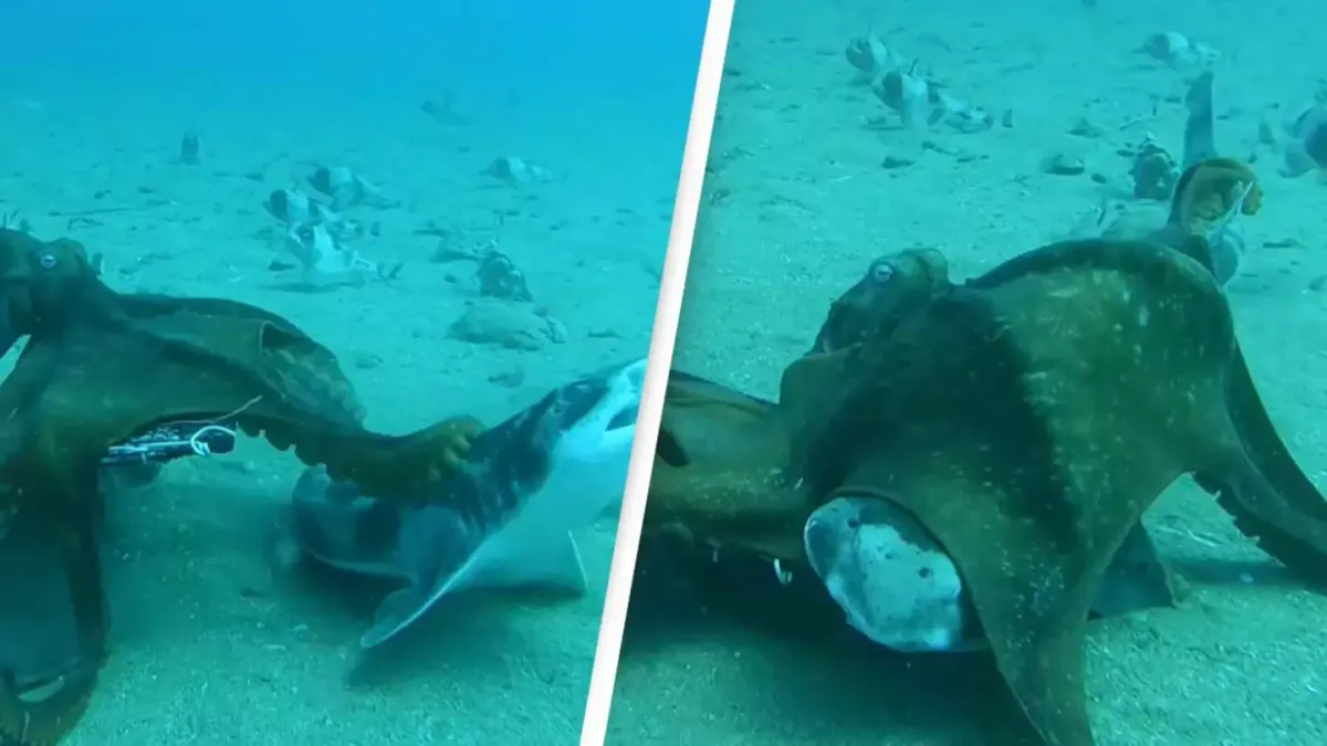 Vérfagyasztó videó: egy polip lecsapott a gyanútlan cápára