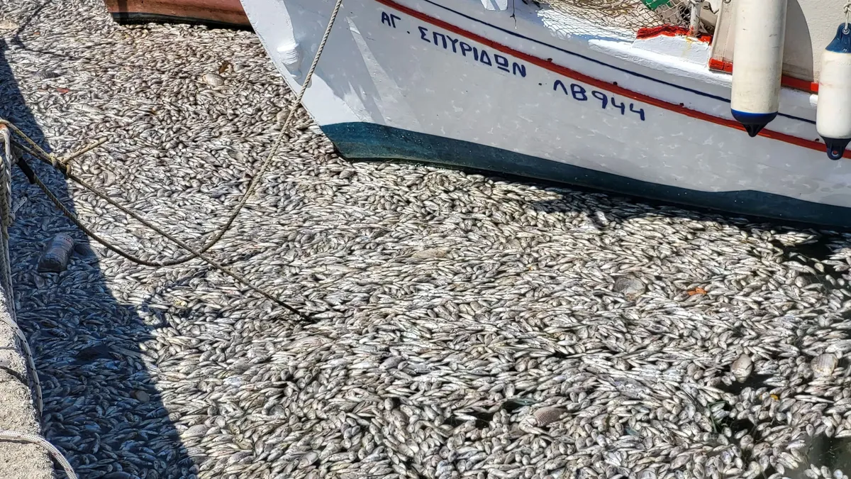 Több százezer haltetem árasztotta el a görög kikötőket