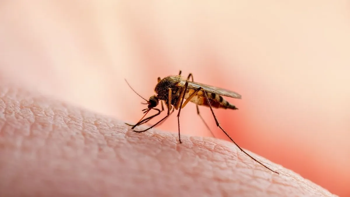Megjelent a dengue-vírus és nyugat-nílusi láz Magyarországon