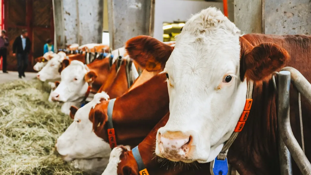 tehén tehenek cow farm gazdaság állattartás