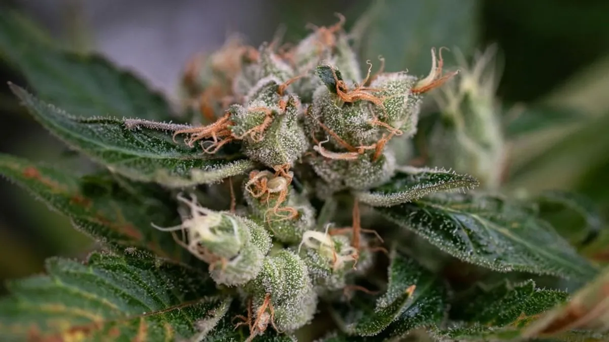 Üres üzleteket használnak kannabisz termesztésére Angliában