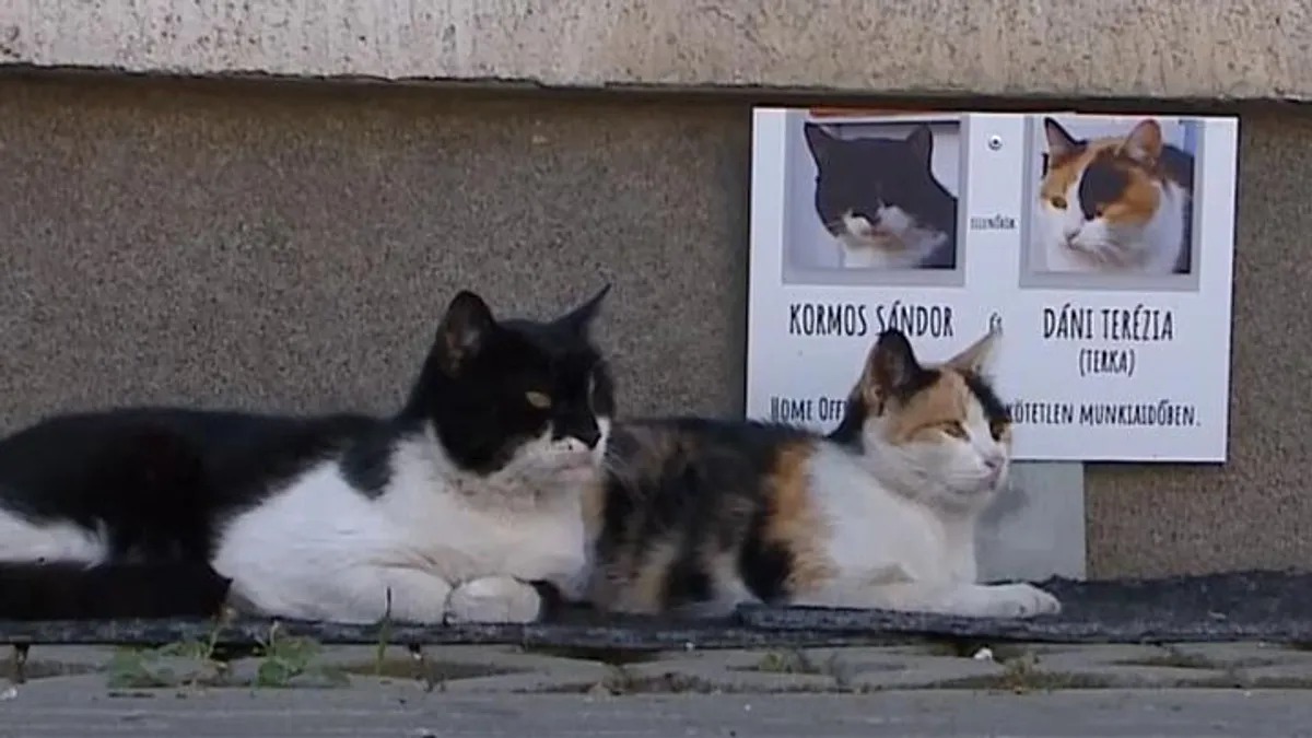 Két macska dolgozik ellenőrként egy vásárhelyi autómosóban, már egymillióan látták őket - videó