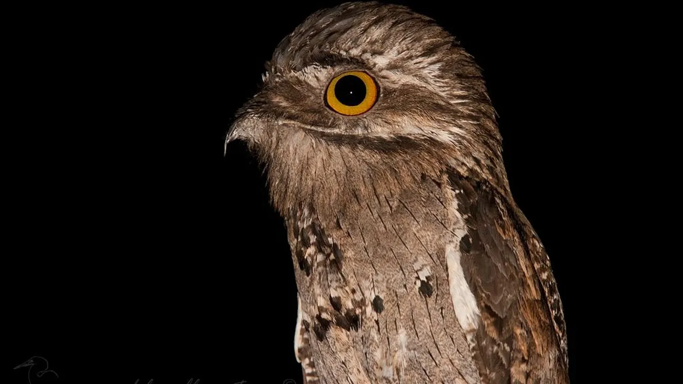 A közönséges álmosmadár (Nyctibius griseus) jól szemlélteti a madarak genomjának változásait