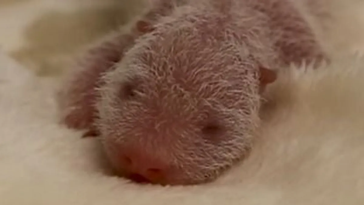 Videón a berlini állatkert újszülött pandaikrei