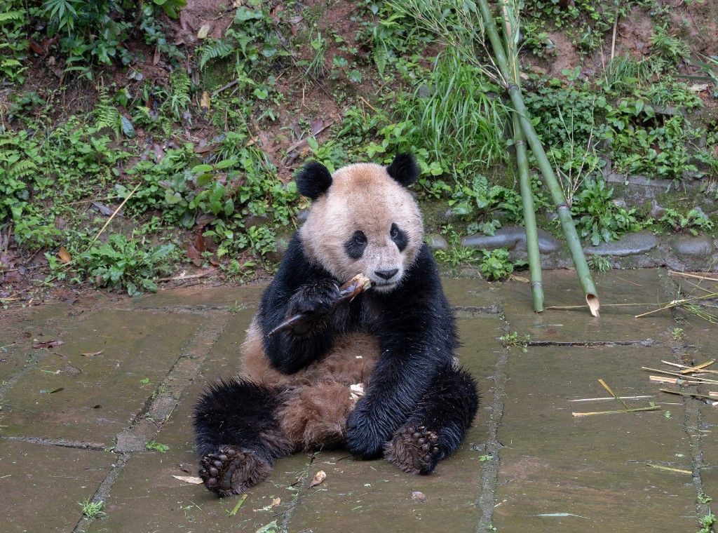 CHINA-SICHUAN-YA'AN-GIANT PANDA-U.S.-DEPARTURE (CN)