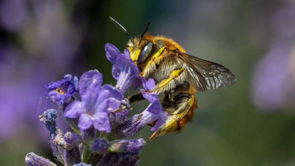 A rovarölőszerek miatt a méhek elveszítik a szaglásukat