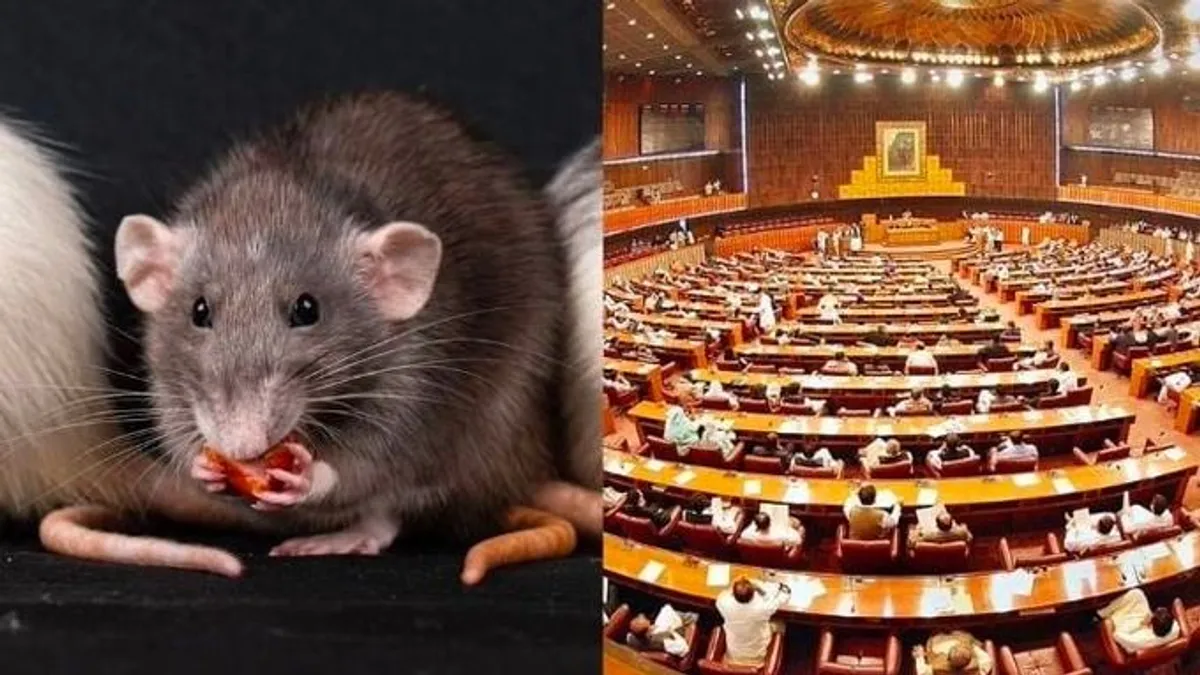 Patkányok lepték el a pakisztáni parlamentet