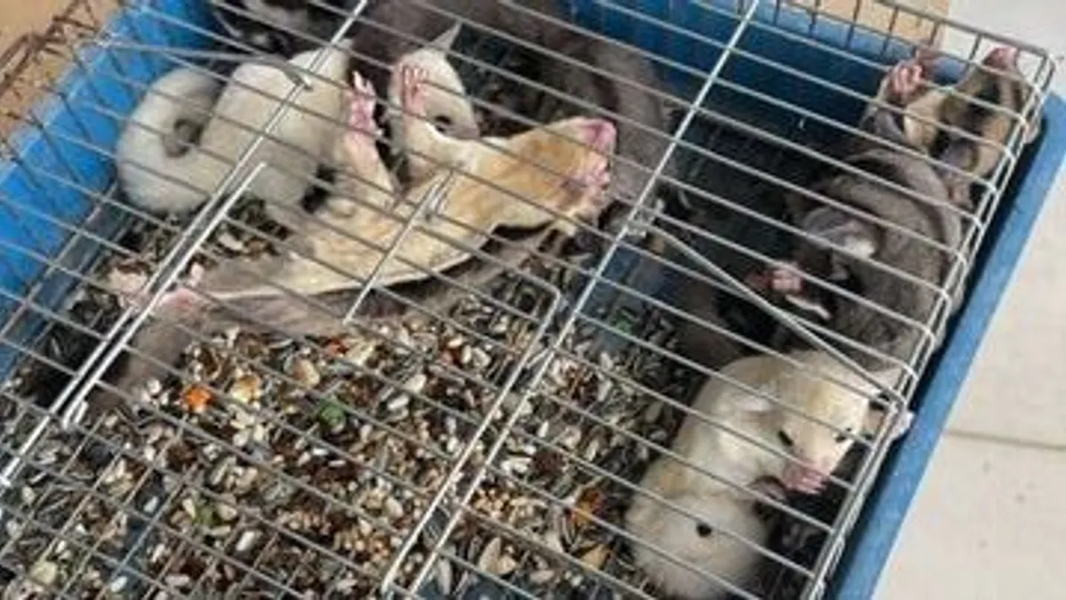 Több tucat megkötözött és ketrecbe zsúfolt állatot foglalt le a török vámhatóság