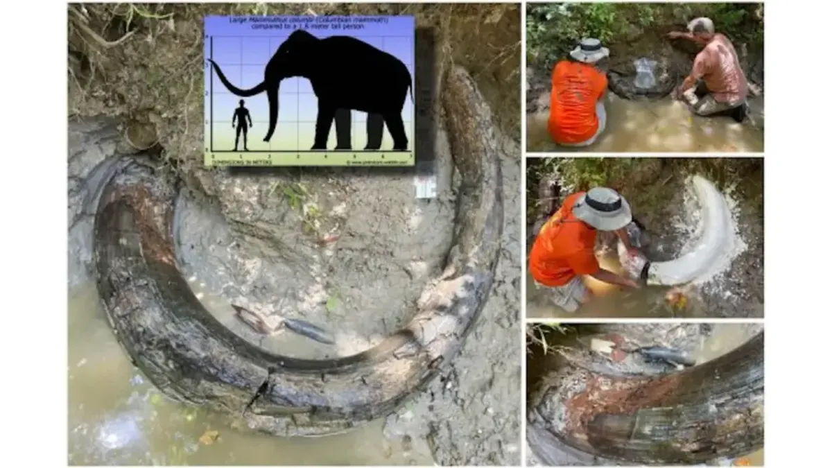 Egy nagy mamut agyarat fedezett fel egy amatőr fosszília gyűjtő - Az agyar  a Mississippi folyómederből állt ki