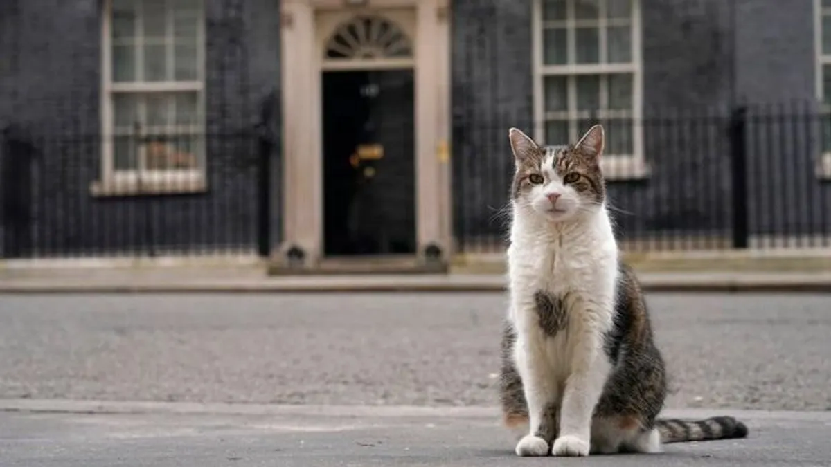 A Downing Street macskájának halálára készülnek