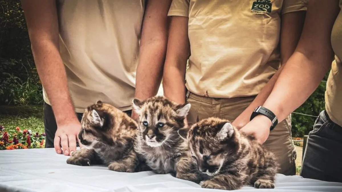 3 hónaposak lettek a Nyíregyházi Állatpark puma hármasikrei - Videó