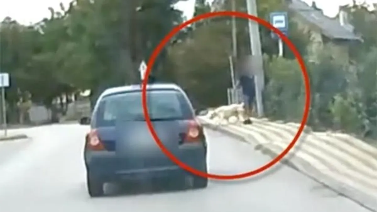 Megtörtént minden kutyatulajdonos rémálma Székesfehérváron, az autós tehetetlen volt - videó