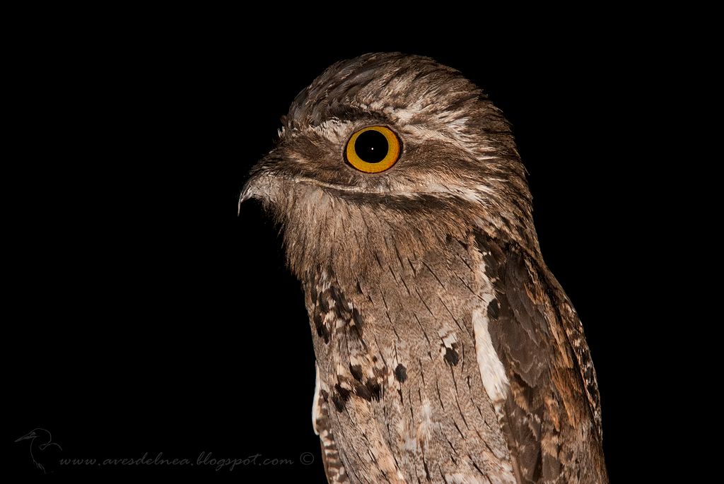 A közönséges álmosmadár (Nyctibius griseus) jól szemlélteti a madarak genomjának változásait