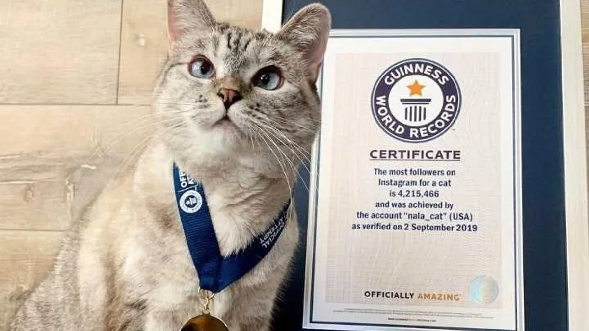 Menhelyről hozták el, most 4,5 millió követője van ennek a macskának
