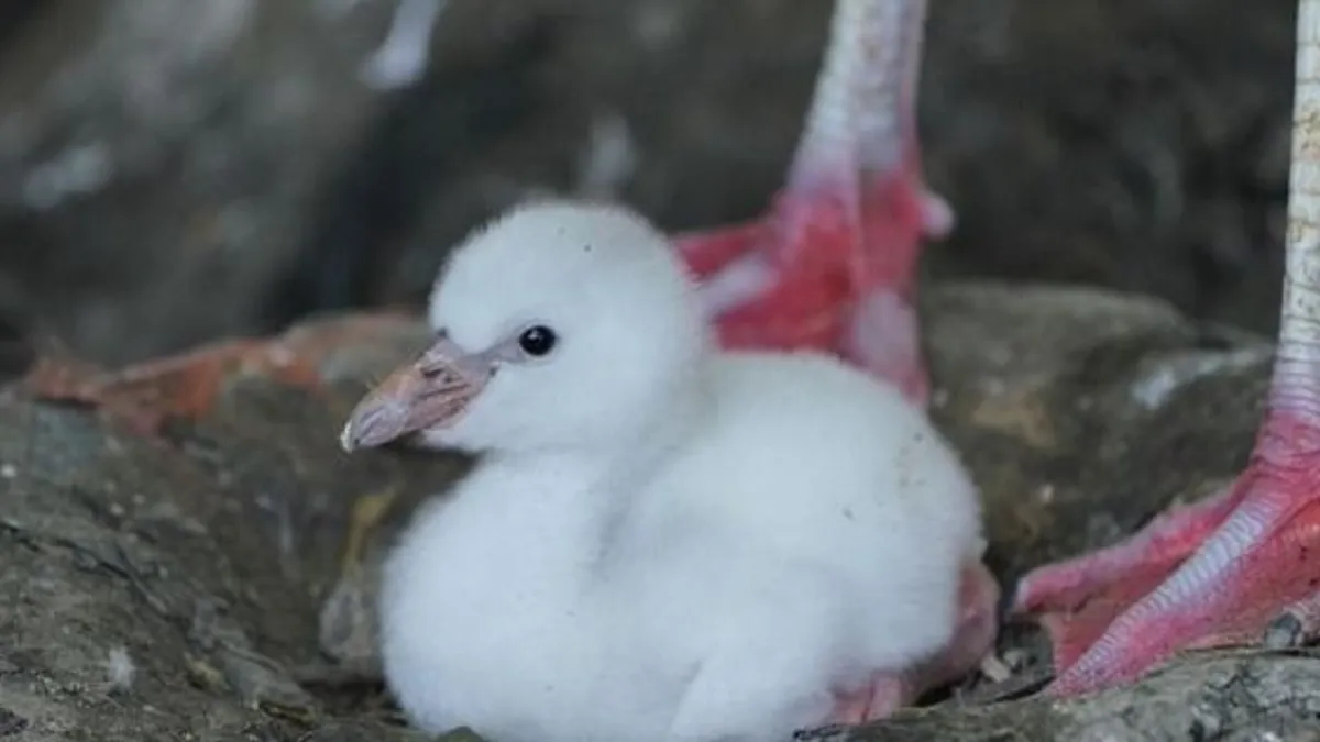 Flamingófiókák születtek egy angliai állatkertben - fotó