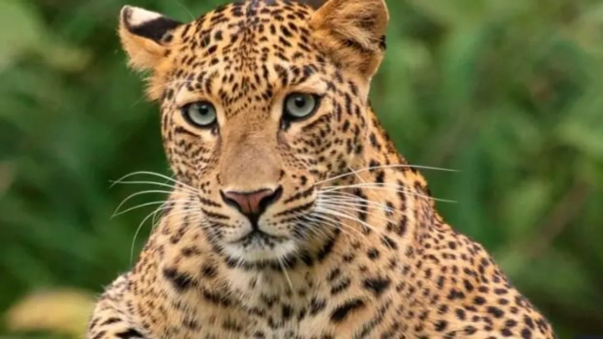 Leopárd támadt rá két férfira Afrikában egy légitámaszpnoton