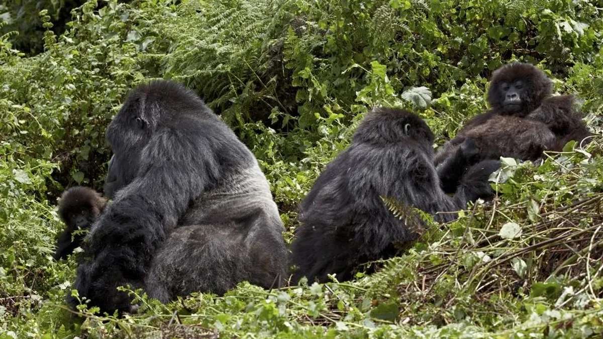 Ruanda gorillái iszonyatos pénzeket hoznak az Arsenalnak
