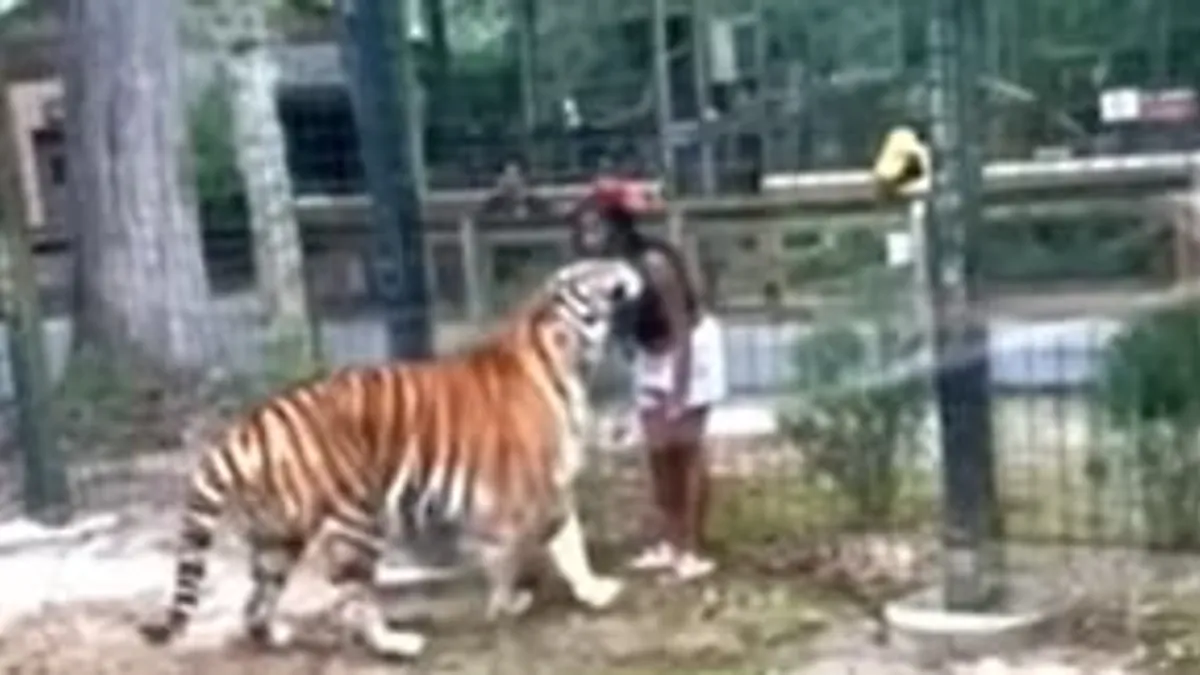 Bemászott egy tigrishez egy nő egy New Jersey-i állatkertben, mert meg akarta simogatni - videó