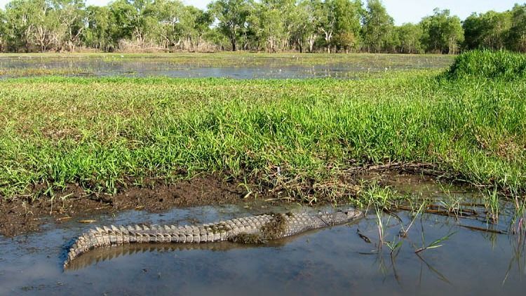 Kakadu Rainforest