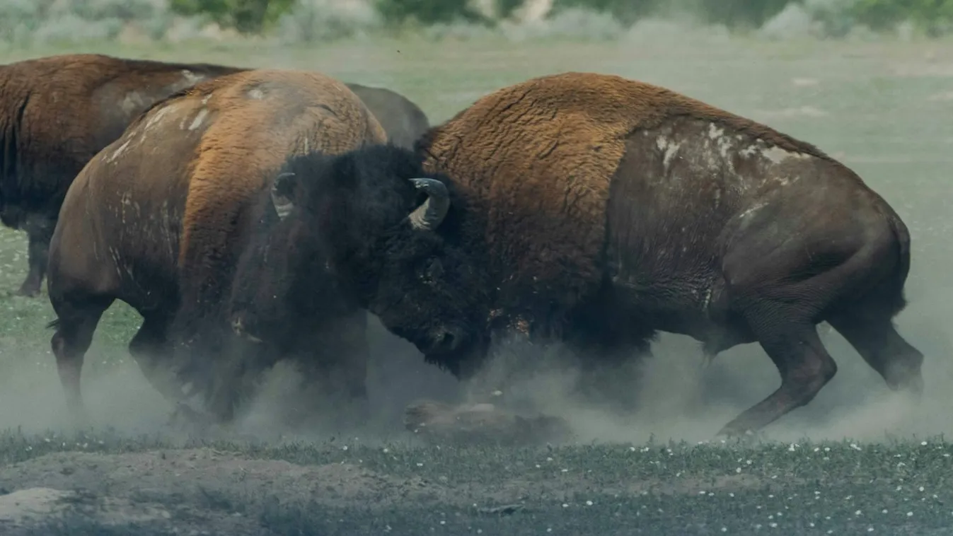 bölény bison yellowstone