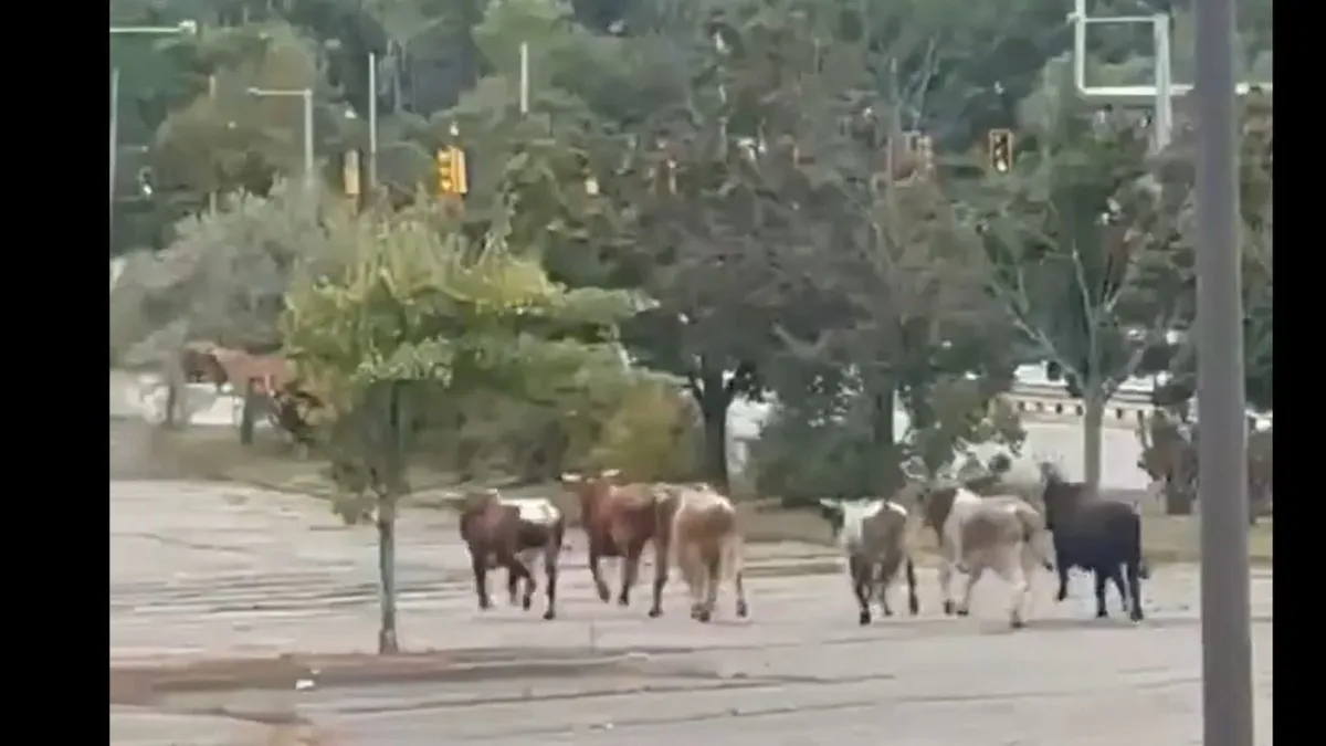 Őrjöngő bikák szabadultak el egy massachusettsi rodeón - videó