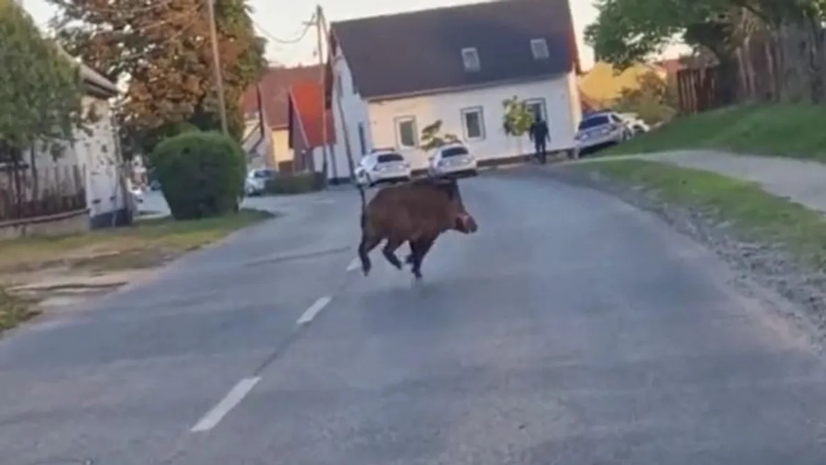 Hatalmas vaddisznó hozta rá a frászt a biciklisekre Baján – videó