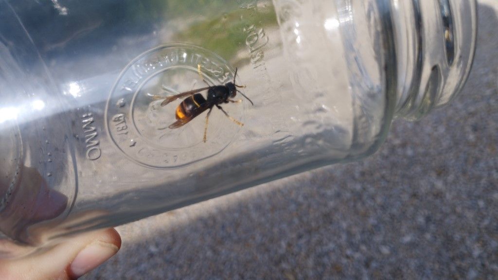 Ázsiai lódarázs (Vespa velutina nigrithorax)