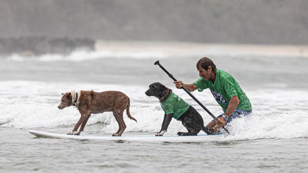 Surfing Dog Competition