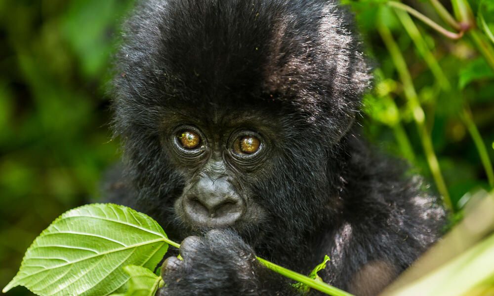 A nyugati síkvidéki gorillák növényekkel gyógyítják magukat