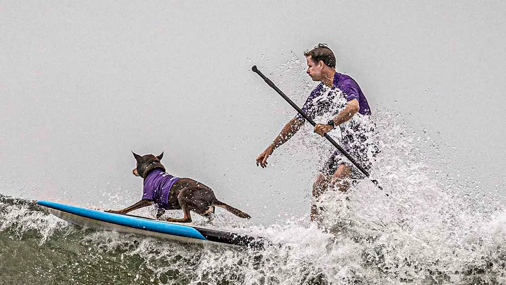 Surfing Dog Competition