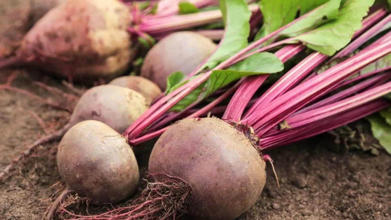 Beetroot,Fresh,Harvest,In,Garden.,Bunch,Of,Freshly,Harvested,Raw