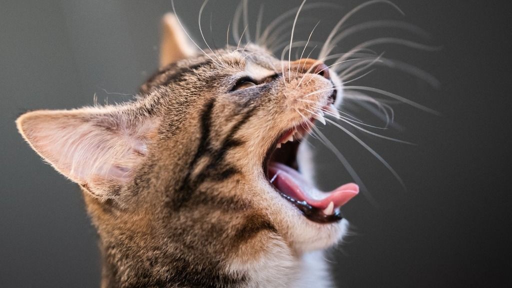 A macskákban bujkáló élősködő, a Toxoplasma gondii okozhatja az egészségügyi problémákat