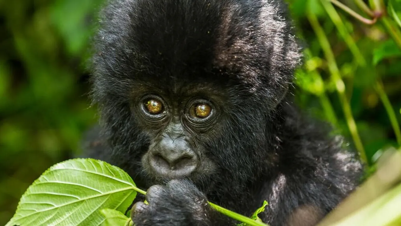 A nyugati síkvidéki gorillák növényekkel gyógyítják magukat