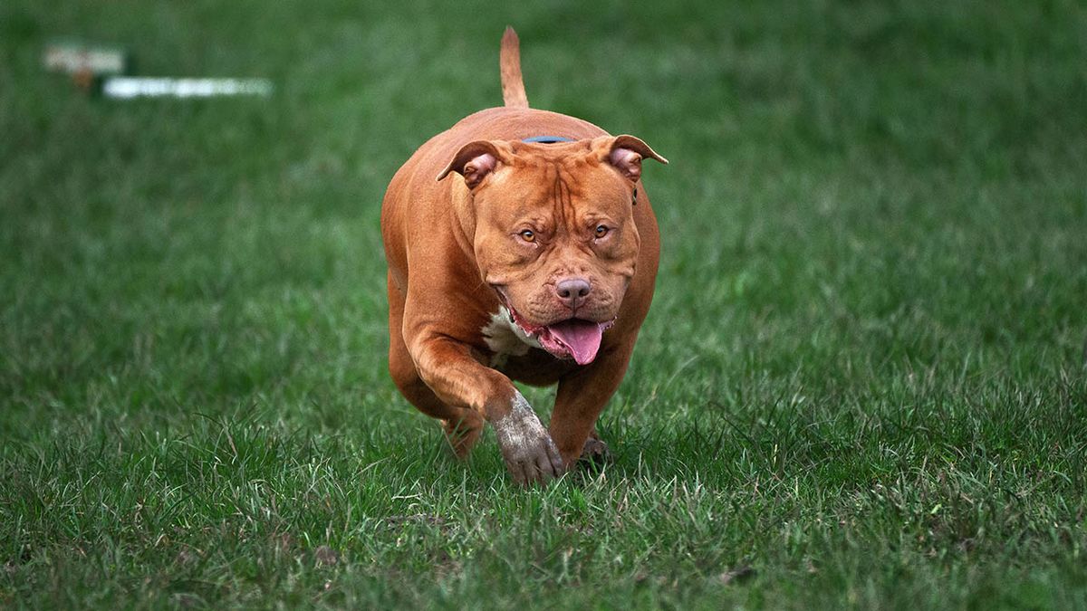 XL Bullies Being Walked On Private Land After Ban